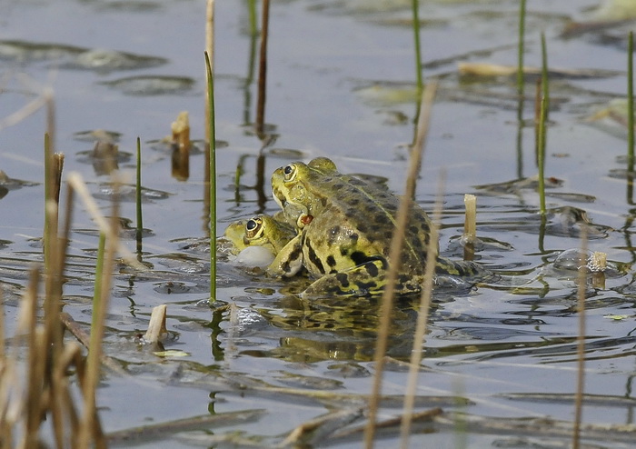 Natrix natrix - Natrice dal collare